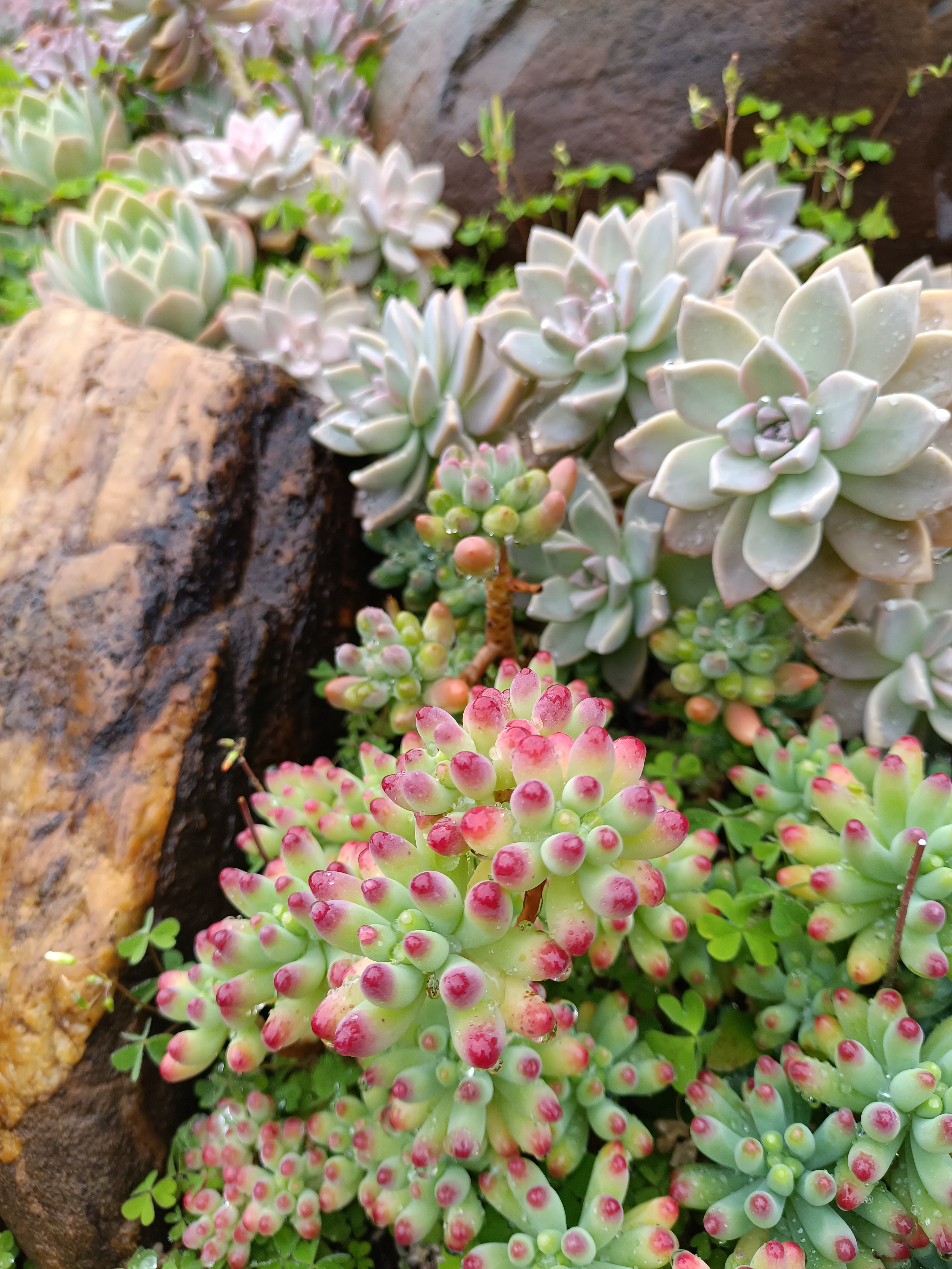 度夏无压力的多肉品种(四)紫乐,紫罗兰女王,乙女心