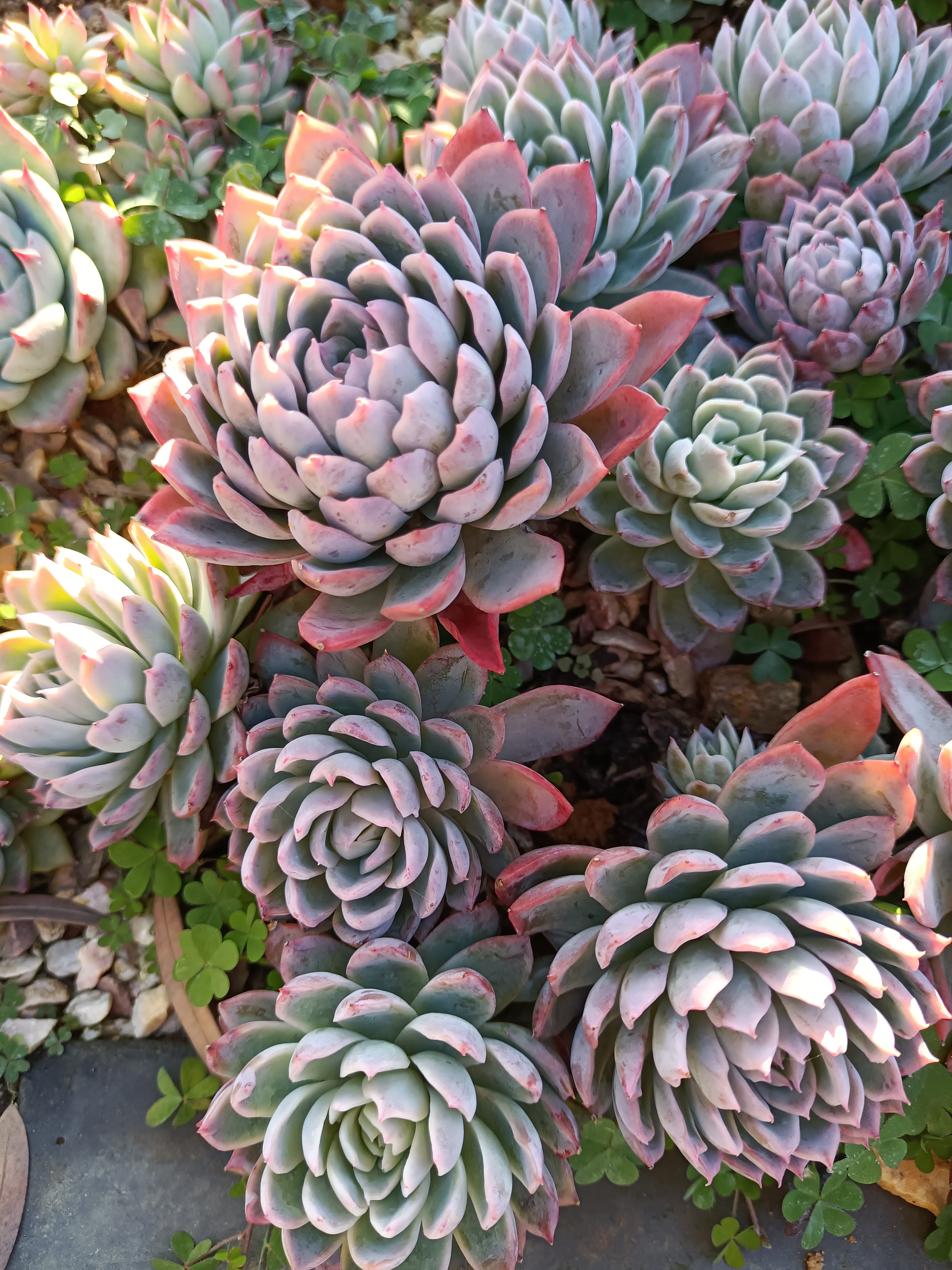 多肉:紫罗兰女王,天气越冷,颜色越紫! ——20240103