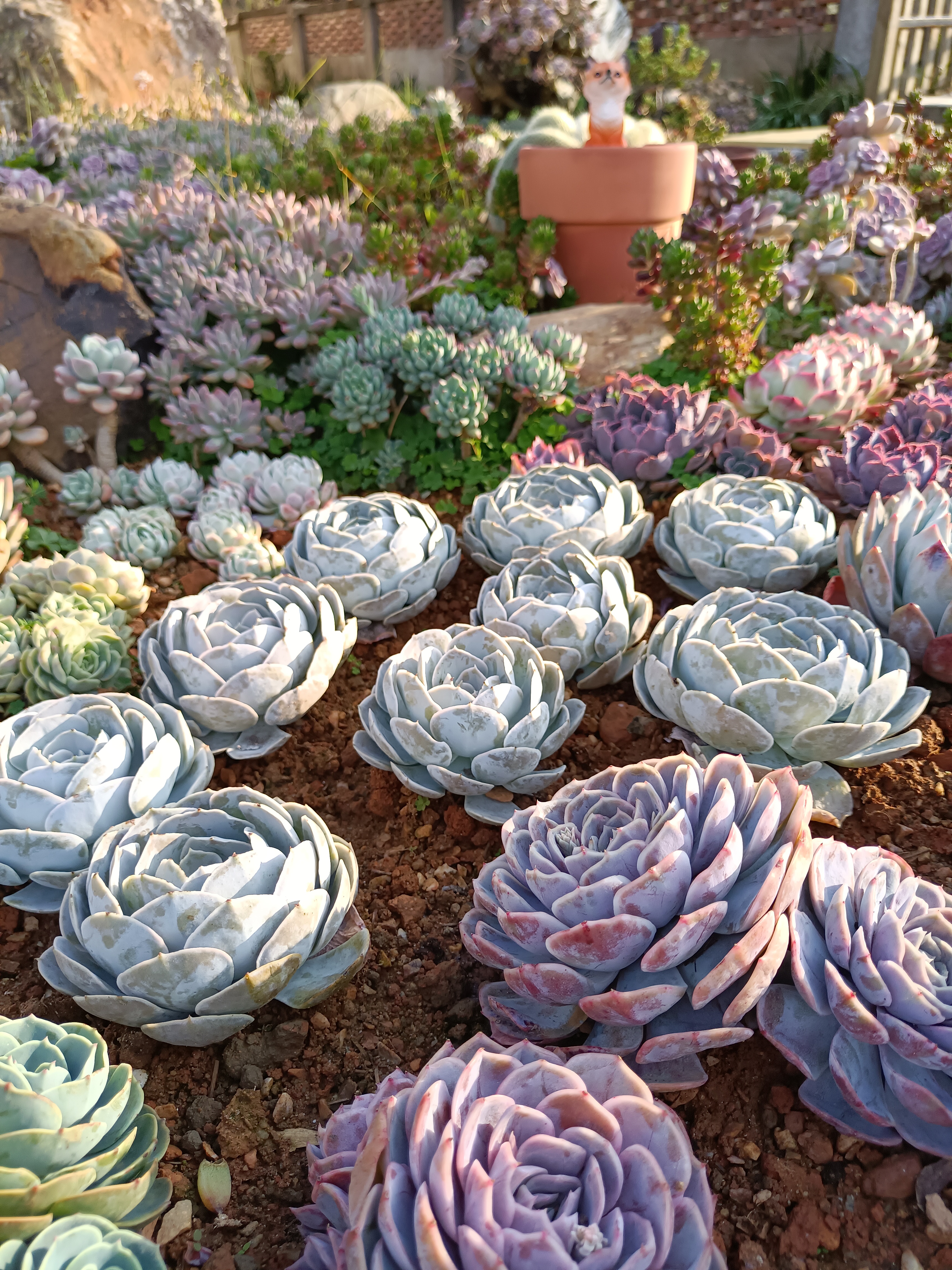 天赐,圣卡洛斯,蓝色惊喜……都是特别喜欢的多肉品种——20240203