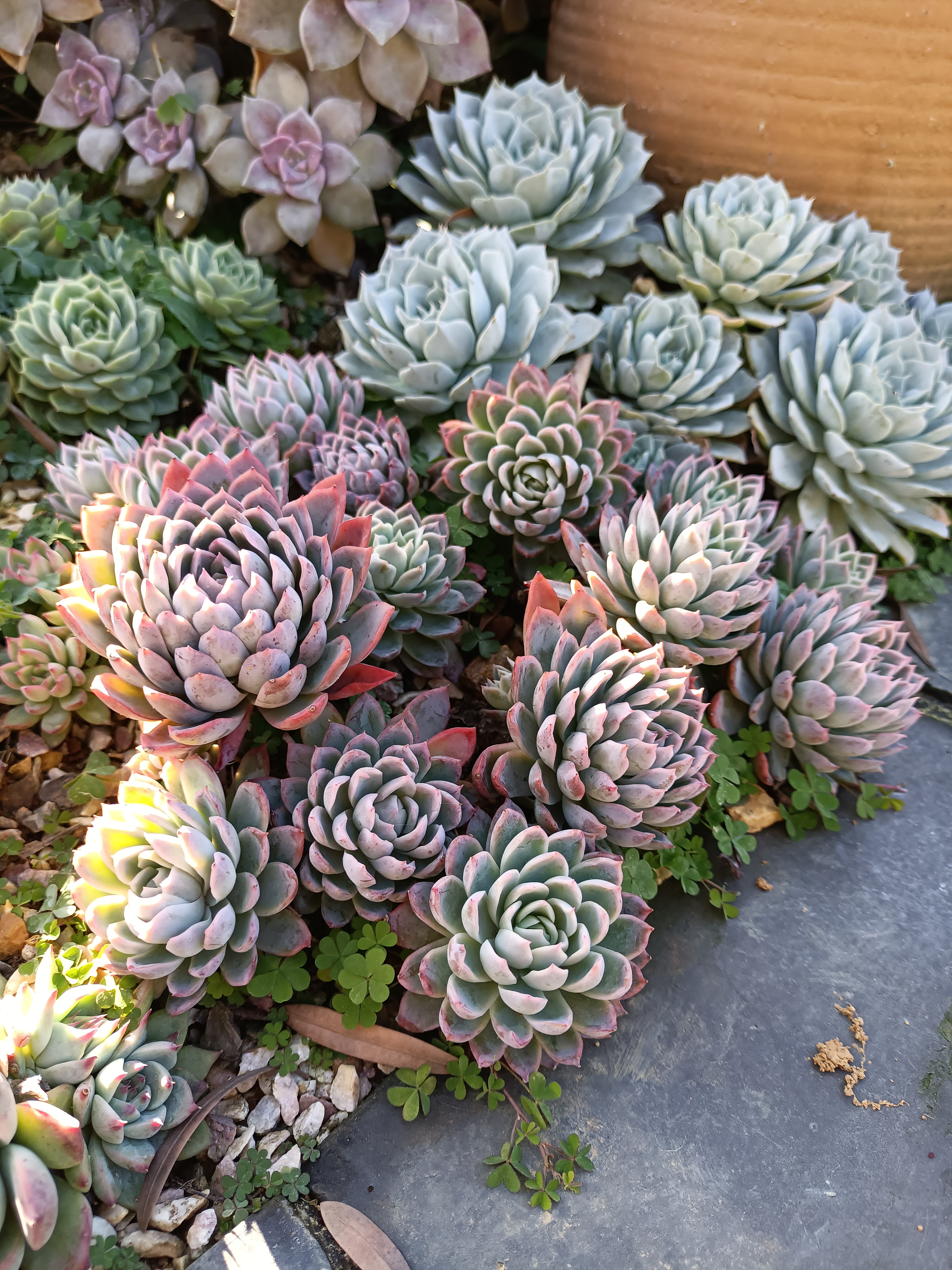 在广东地栽繁殖很快且状态很好,度夏无压力的多肉品种(四)紫乐,紫罗兰