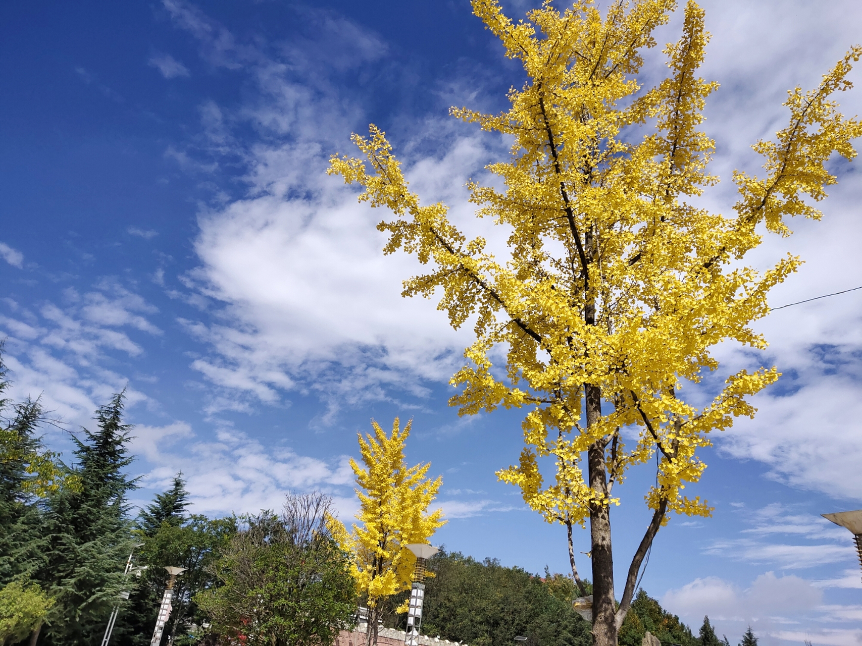 鲁甸县龙树图片