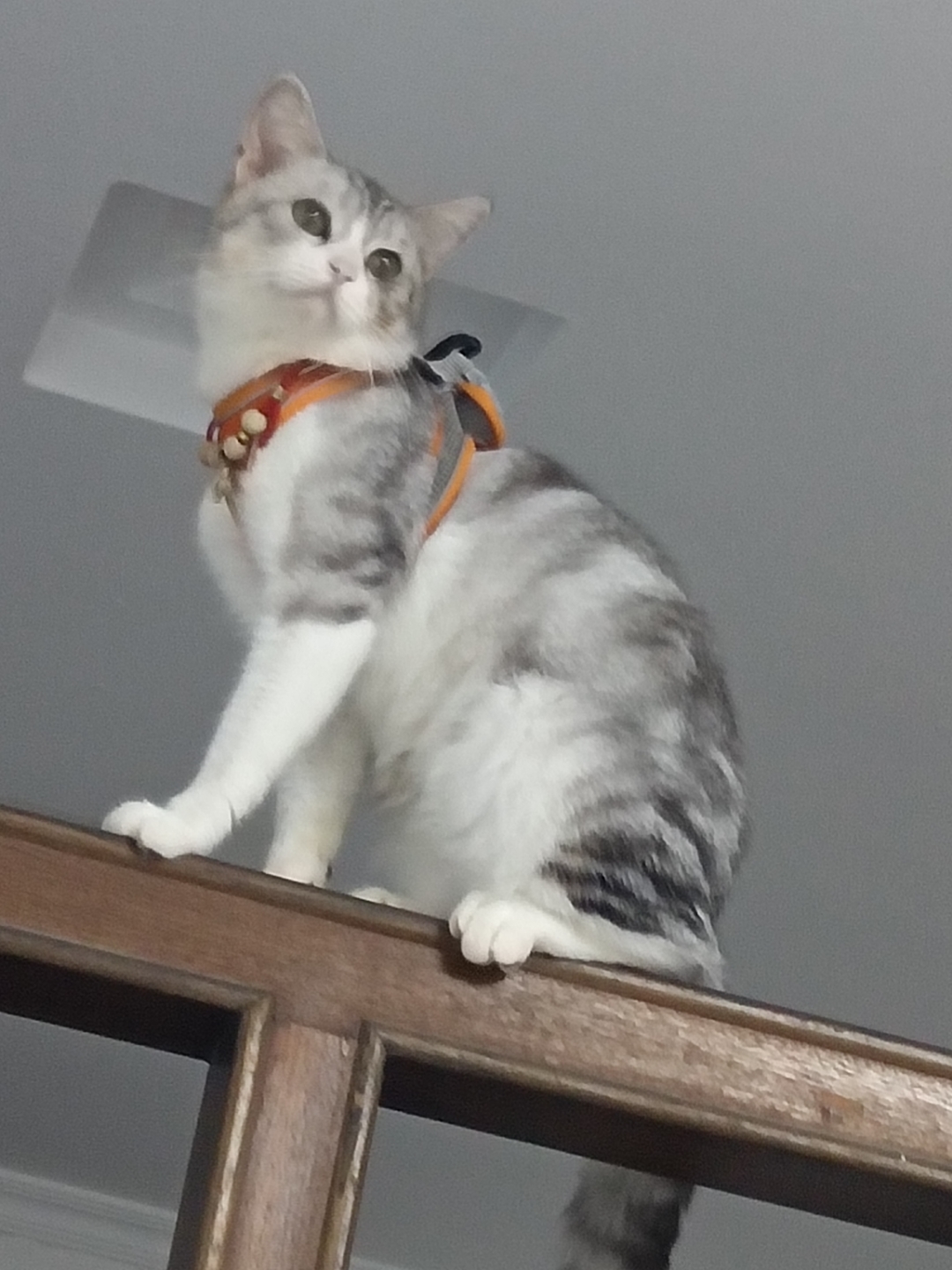 给猫超度吗-给猫超度是为了什么 给猫超度吗-给猫超度是为了什么