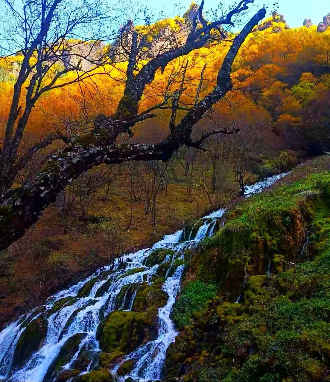 互助北山赏秋最佳景点是扎龙沟景区,秋日的扎龙沟景区,林木茂密,色彩