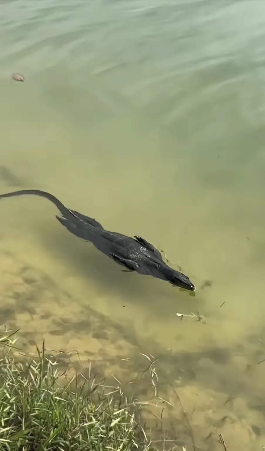 我的龟龟死翘翘了