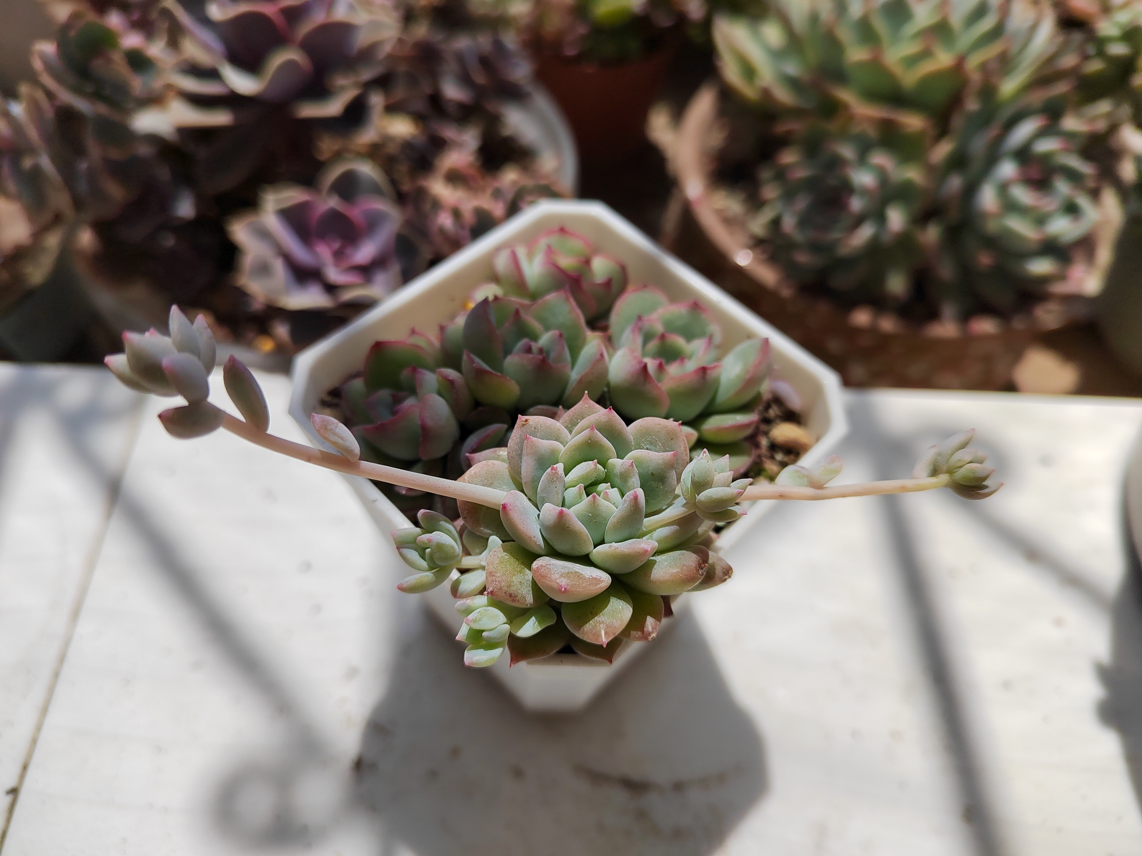 多肉粉蔓,颜色虽然不算很粉,一到春天便发了好多小枝,仔细看了目前不