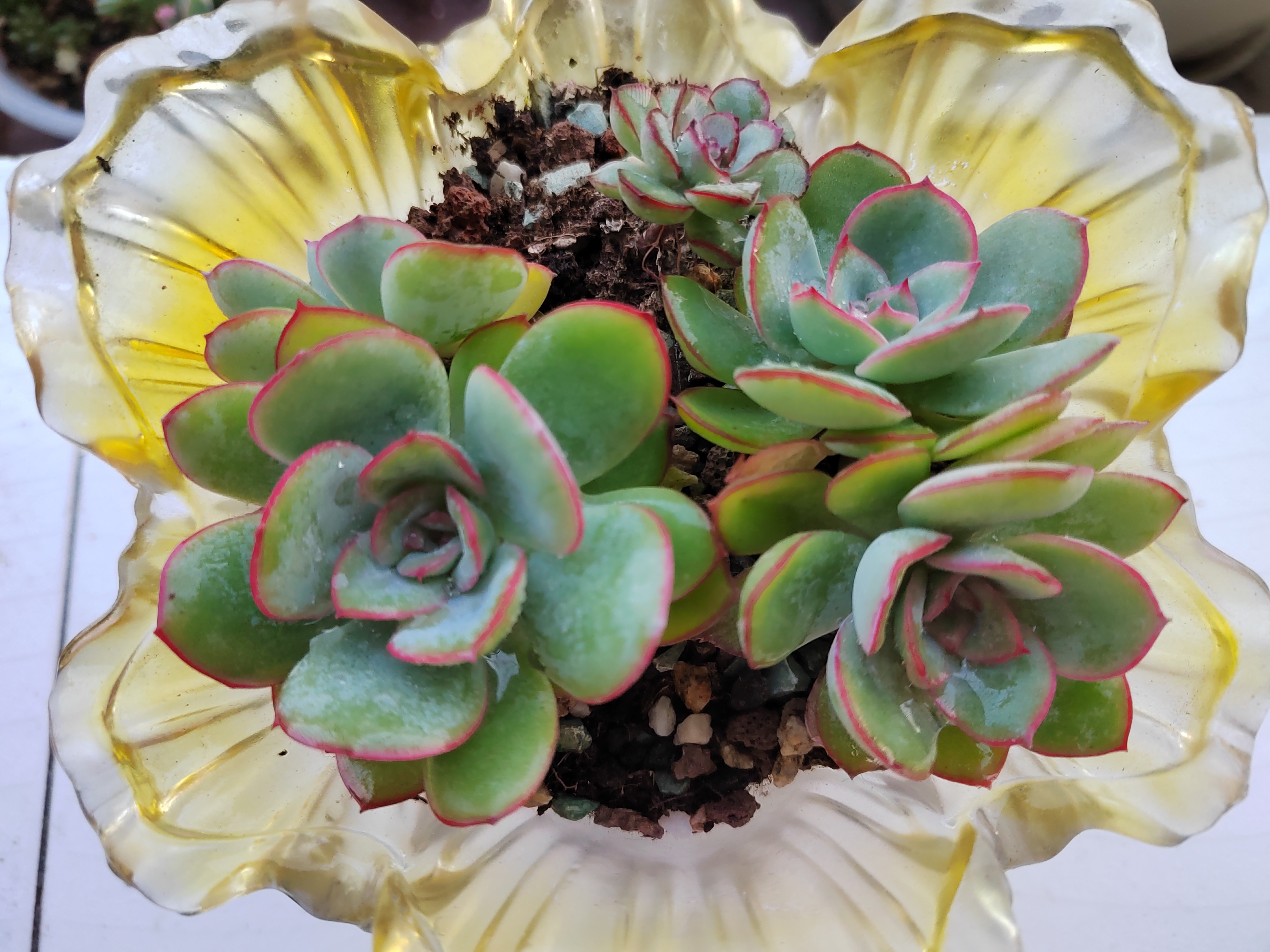 今天分享一款高颜值,好养活,全年有状态的多肉晨露,叶片的红边全年都