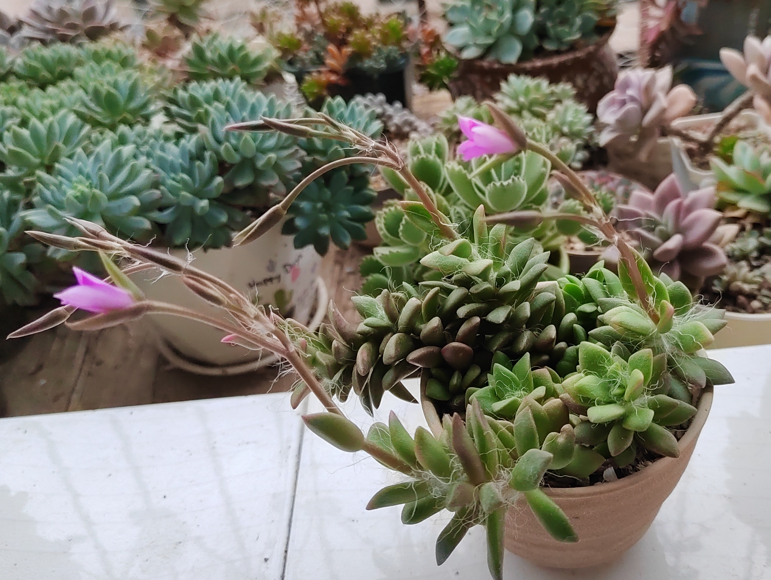 自己叶插带大的吹雪之松锦第一次开花了,紫色的小花还很漂亮,她是在