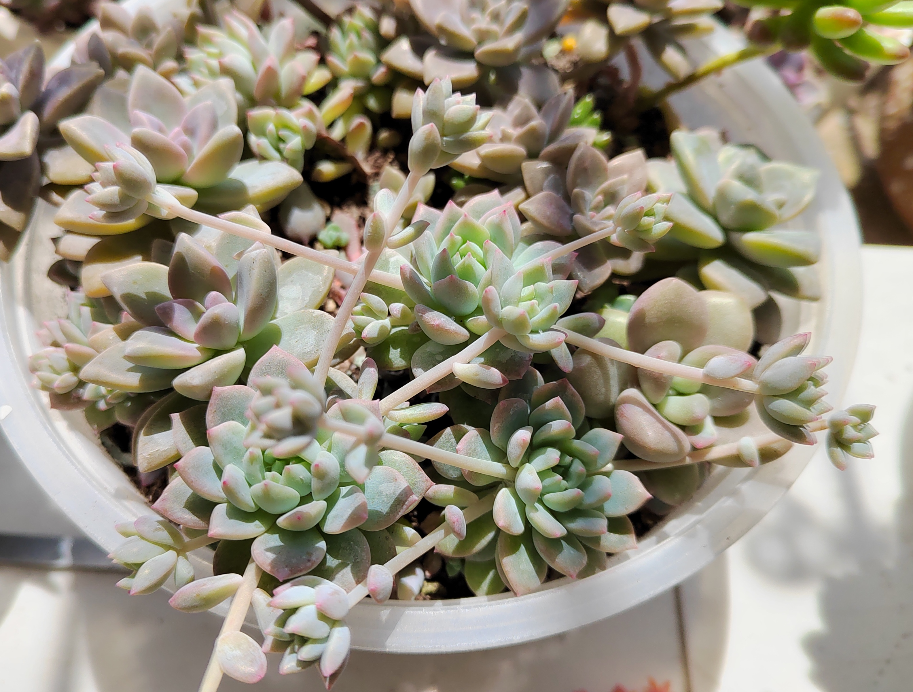 多肉粉蔓,颜色虽然不算很粉,一到春天便发了好多小枝,仔细看了目前不