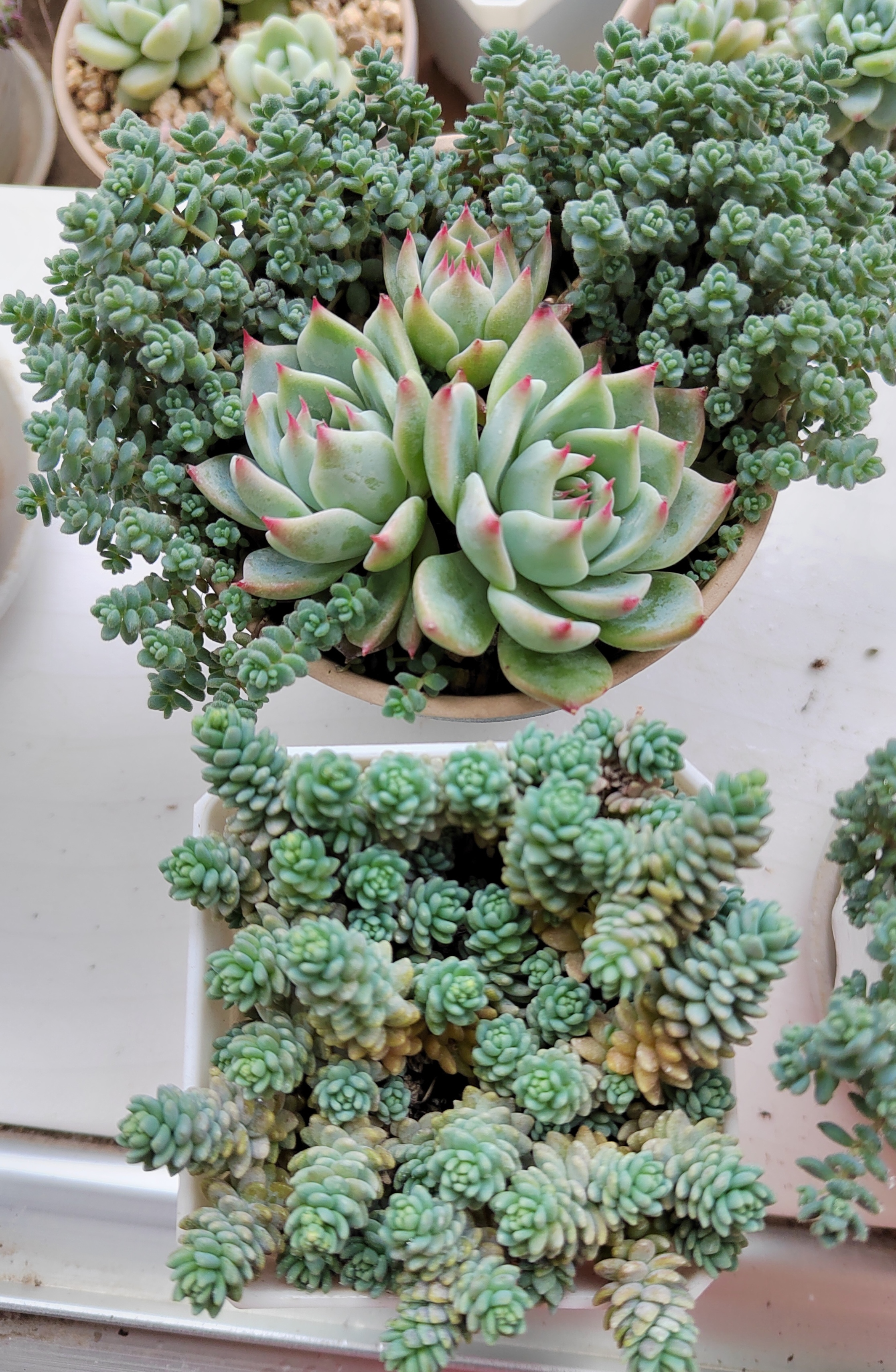 分享两种护盆草多肉,旋叶姬星美人和小姬星美人,两种都很好养,春天就