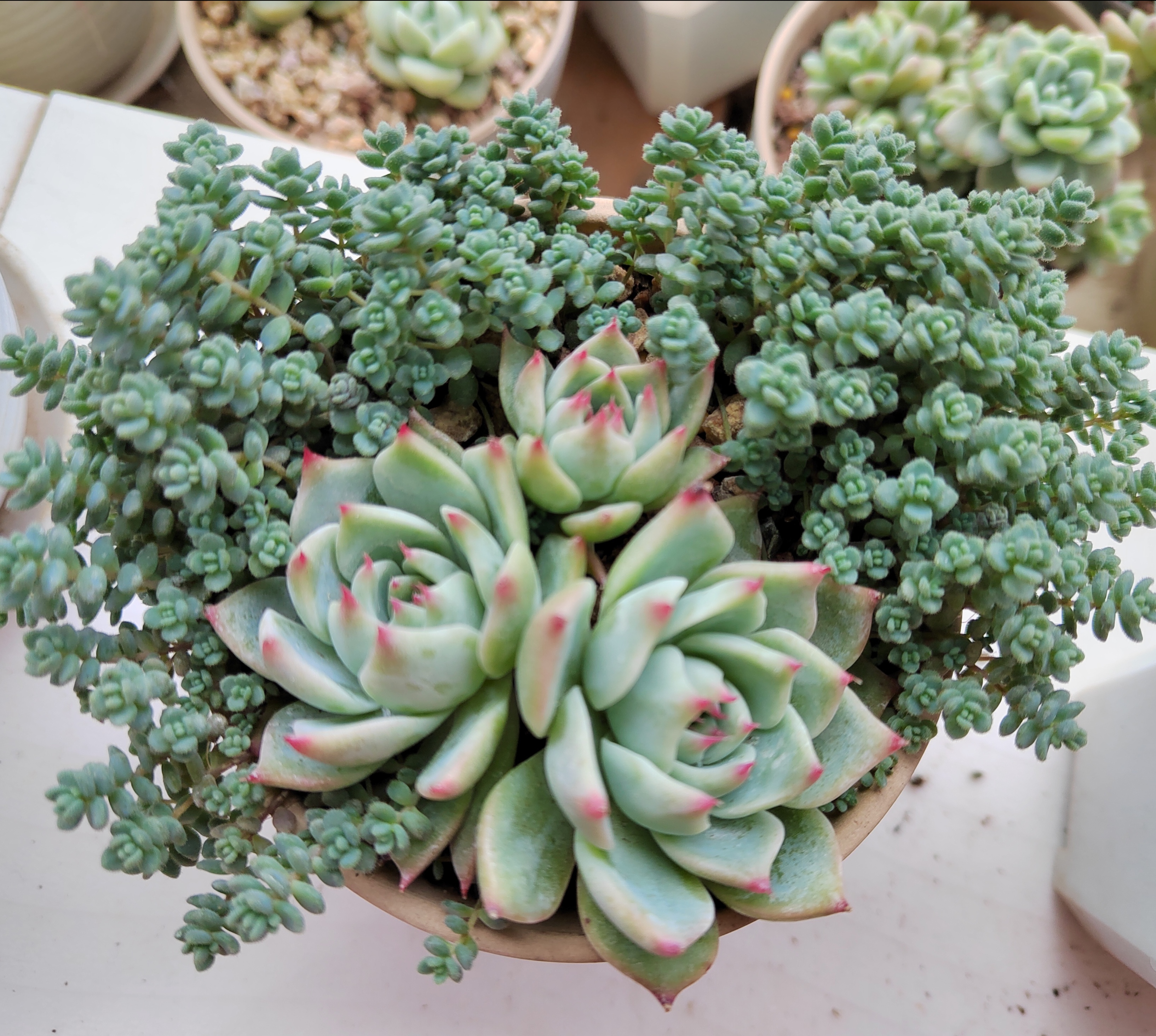 分享两种护盆草多肉,旋叶姬星美人和小姬星美人,两种都很好养,春天就