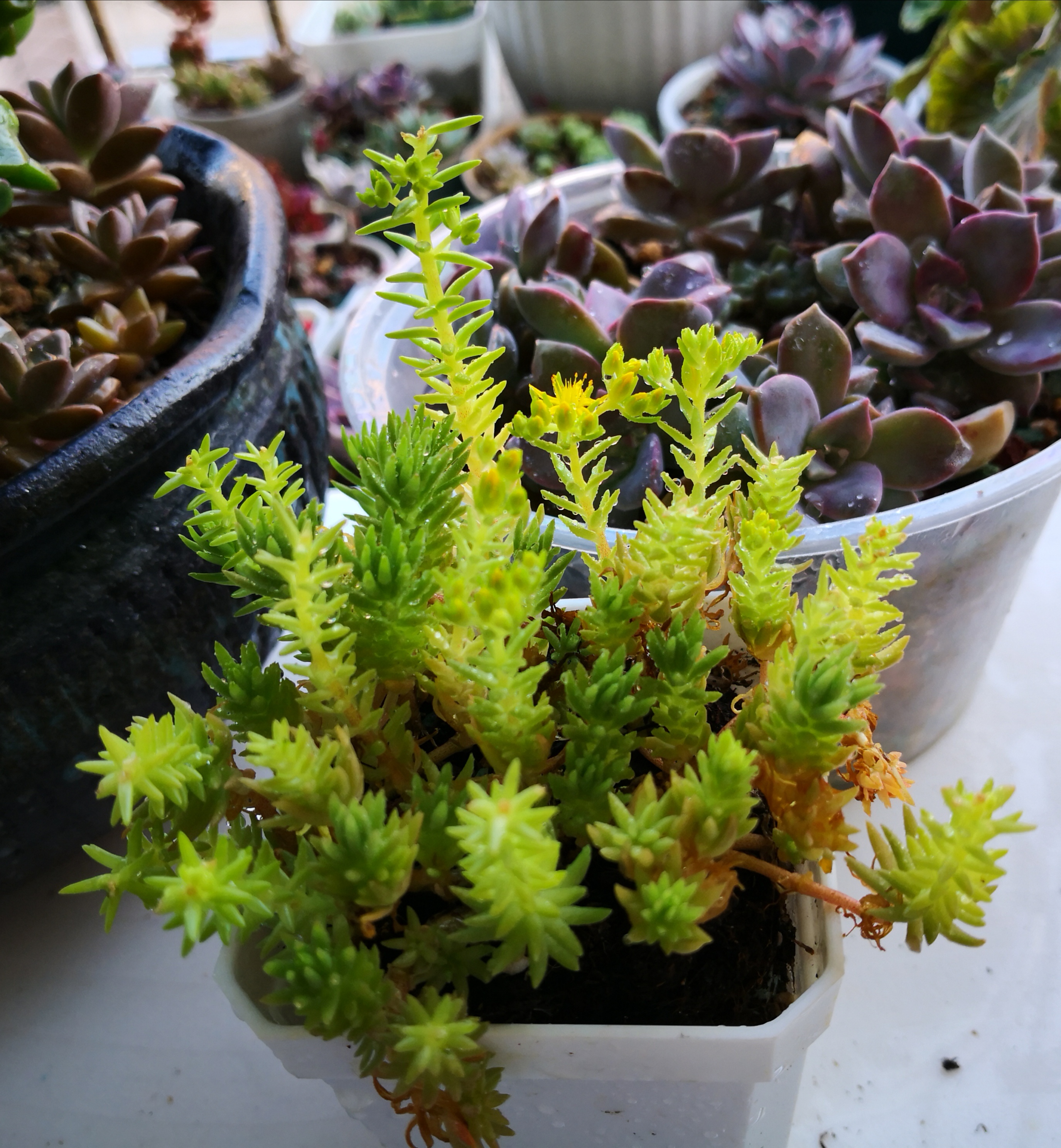 几种多肉护盆草 1.旋叶姬星美人 2.小姬星美人 3.佛甲草 4.