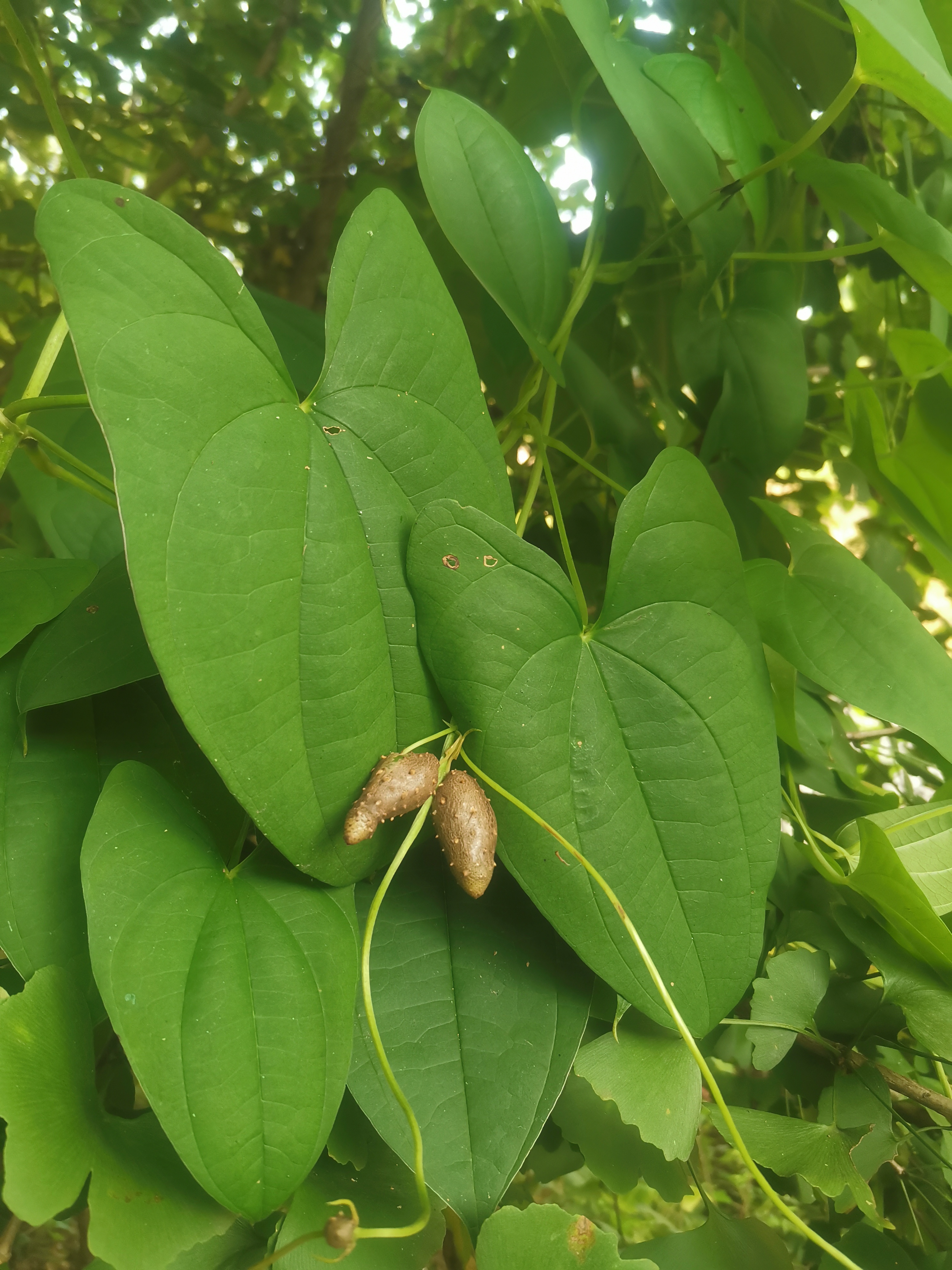 农村常见的植物——脚板薯 在.@七七七用户的动态