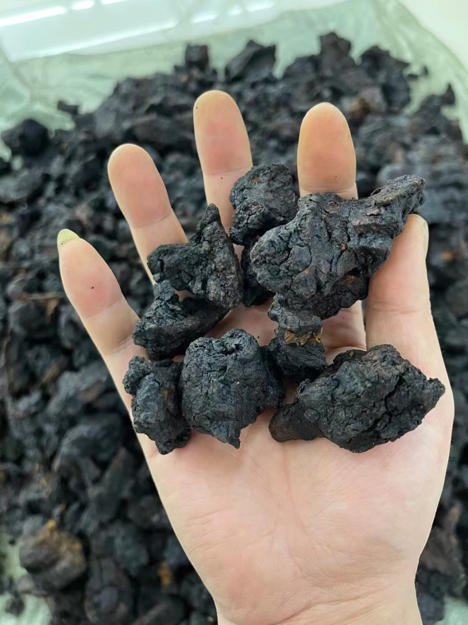 顶级俄罗斯桦树茸黑晶 一斤06488 功效:抗癌,治疗糖尿病,防止高血压