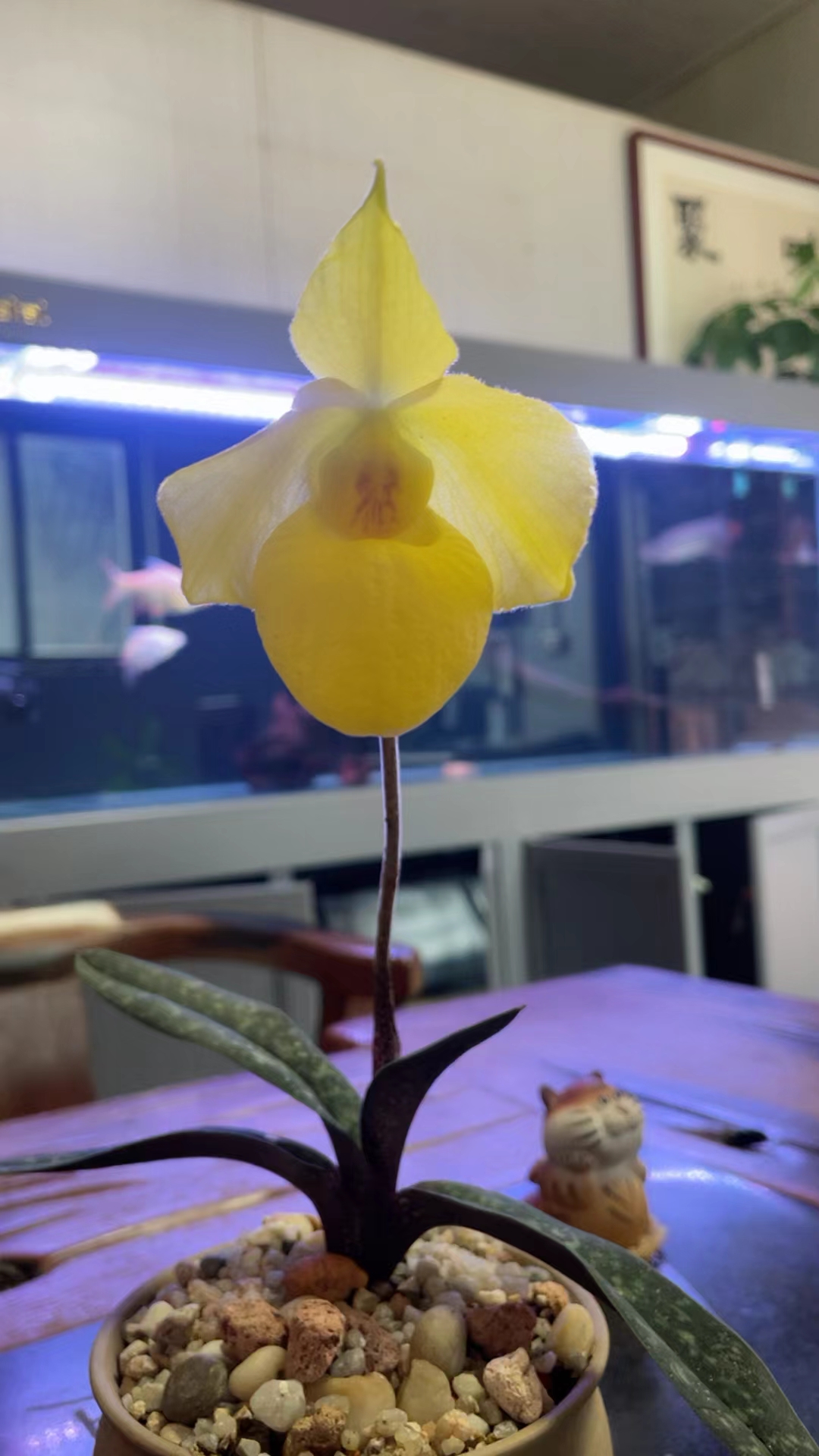 杏黄兜兰,也称金兰,拖兰,花期50天左右.