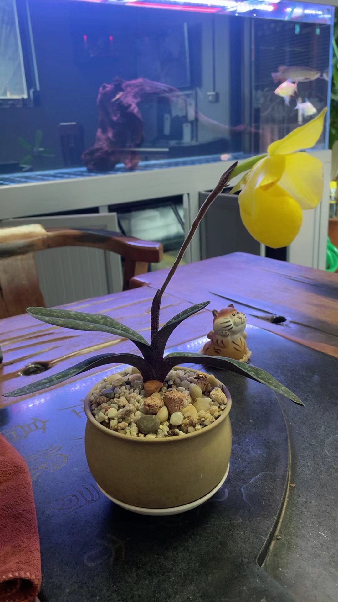 杏黄兜兰,也称金兰,拖兰,花期50天左右.