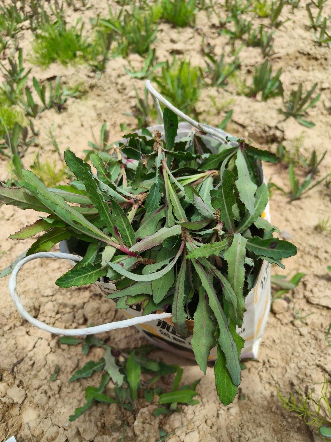 地茄子草的功效图片图片