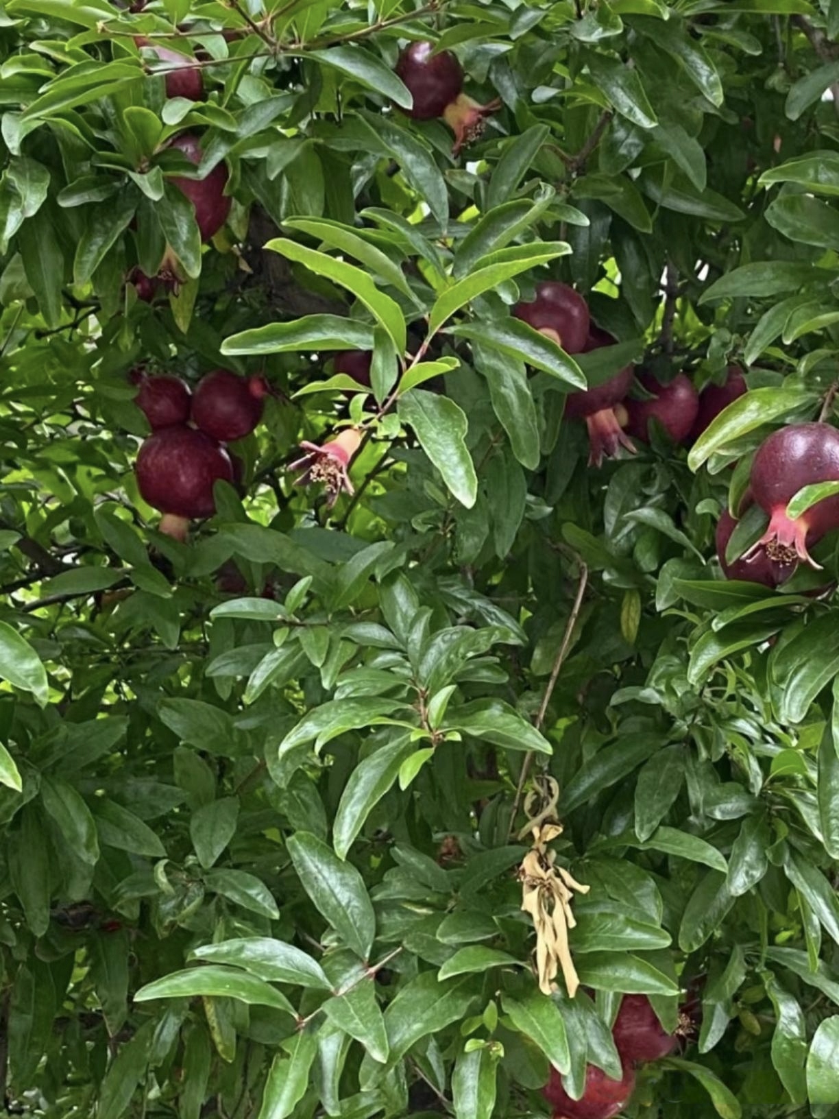 朋友家果园里这棵果树结的果子,乍眼一看还以为是红皮李子,仔细一看又