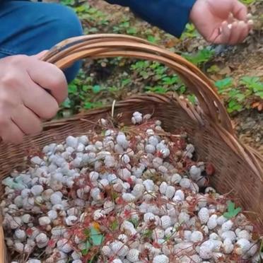 今天早上跑步锻炼,看到一位大妈在路边的地里摘白色的小果子,我好奇的