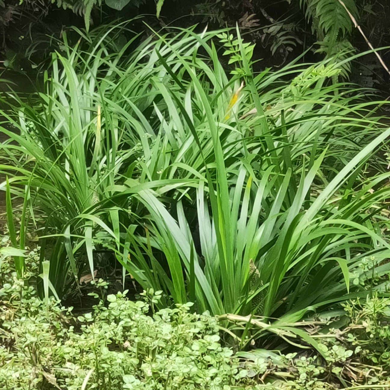 在山上看到这个草,看它长得像韮菜,我说想割回去炒鸡蛋,婆婆说这不是