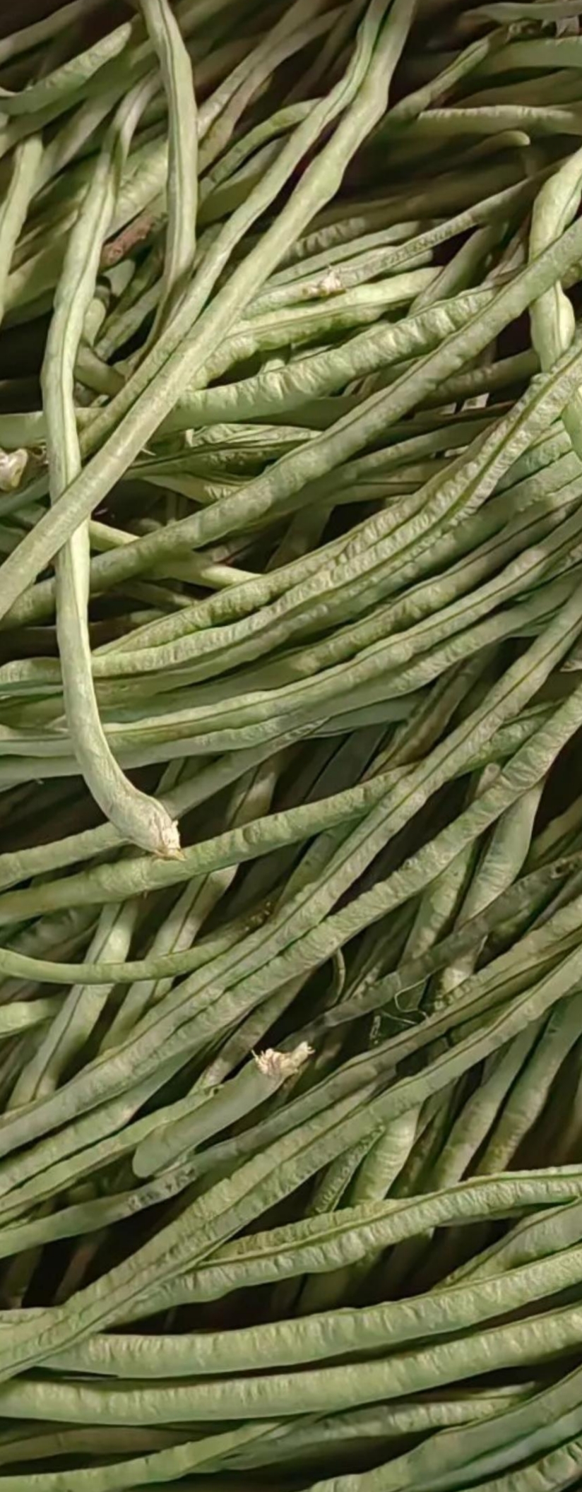 这可咋办呢?用来泡酸豆角好像有点老了,你们说该怎么处理好?