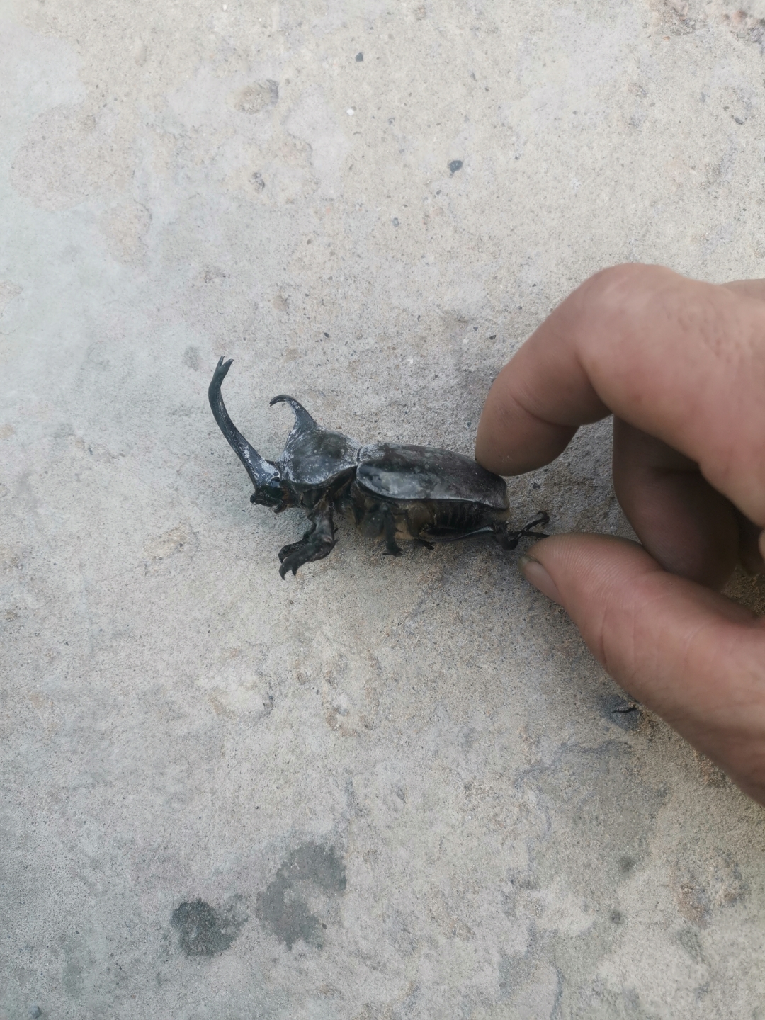 我在家门口发现了一只小甲虫,它的#保护色#好酷啊!