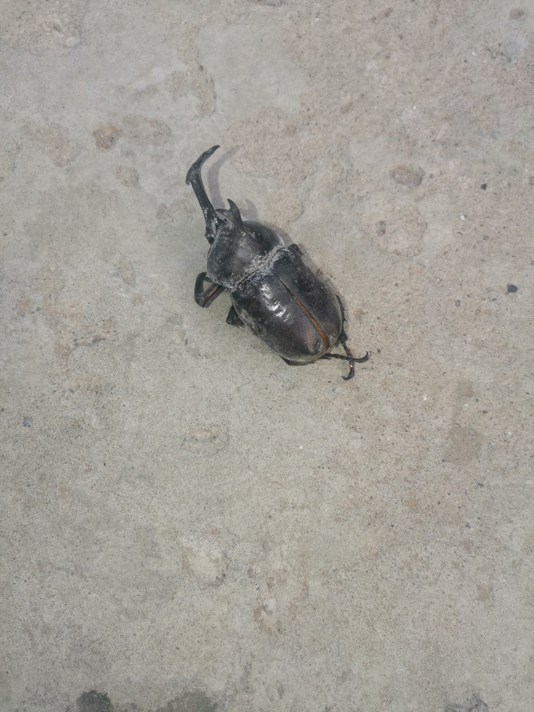 我在家门口发现了一只小甲虫,它的#保护色#好酷啊!