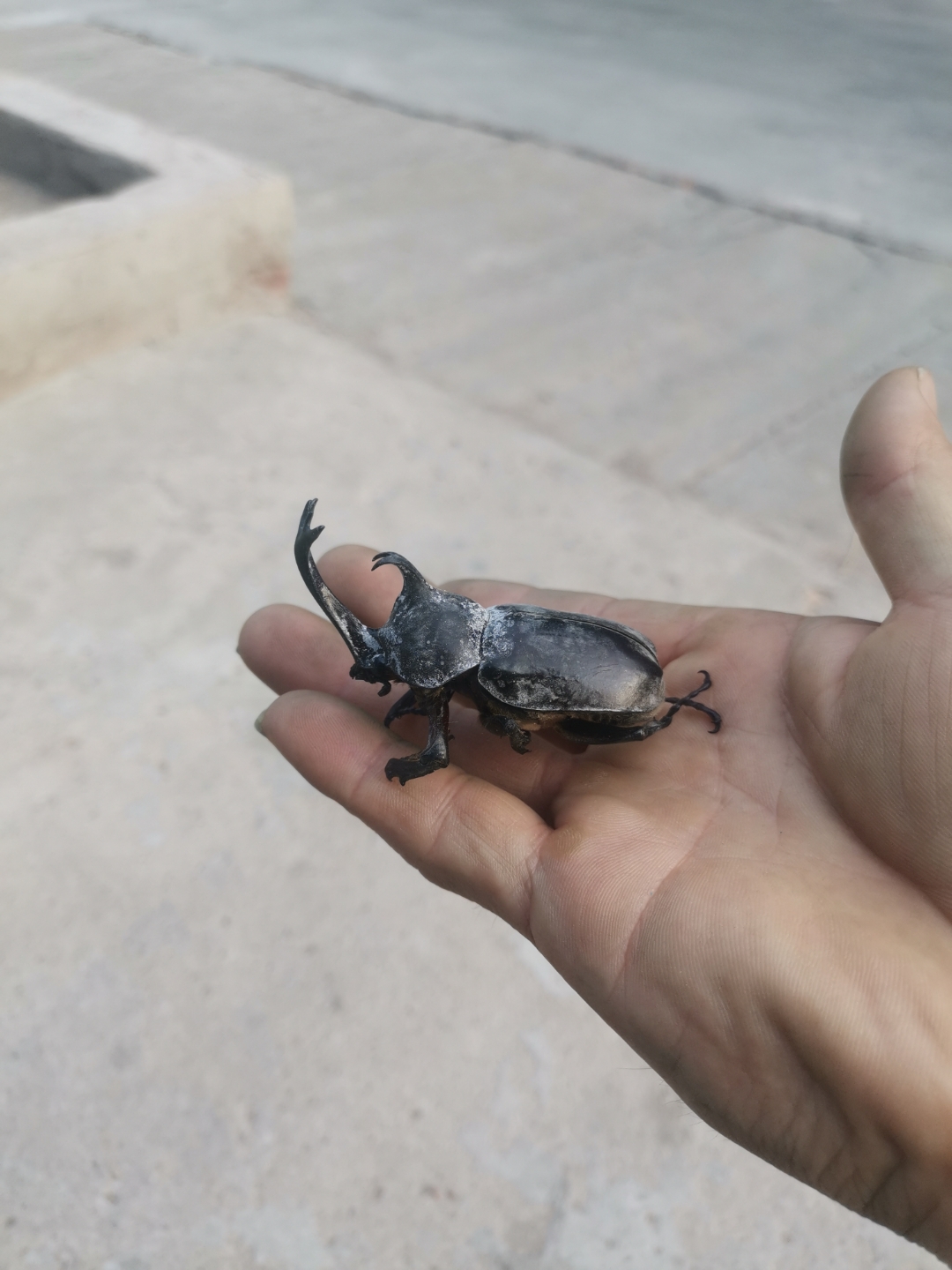 我在家门口发现了一只小甲虫,它的#保护色#好酷啊!