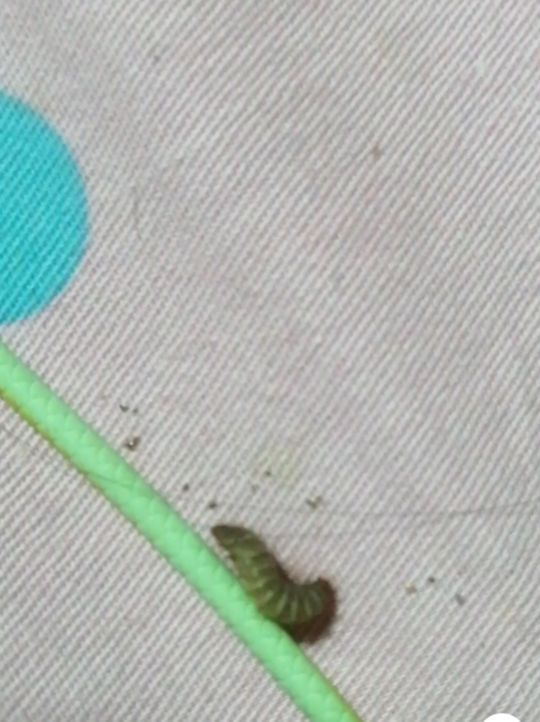 大家想问问这个是什么虫子,经常在床上发现,跟蛆一样,是黑色的[石化]