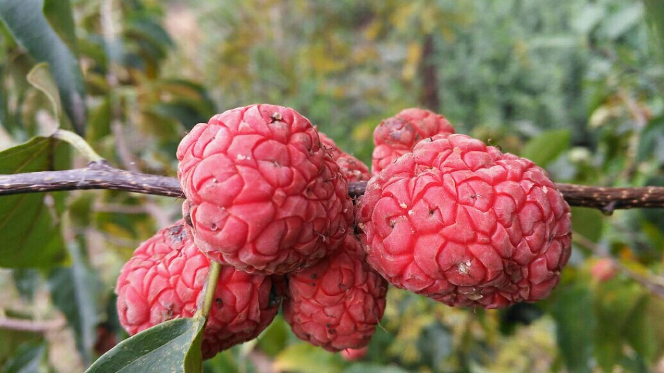 柘树柘果#柘树"帝王木"中国特有奇珍异果,柘树柘果药食同源