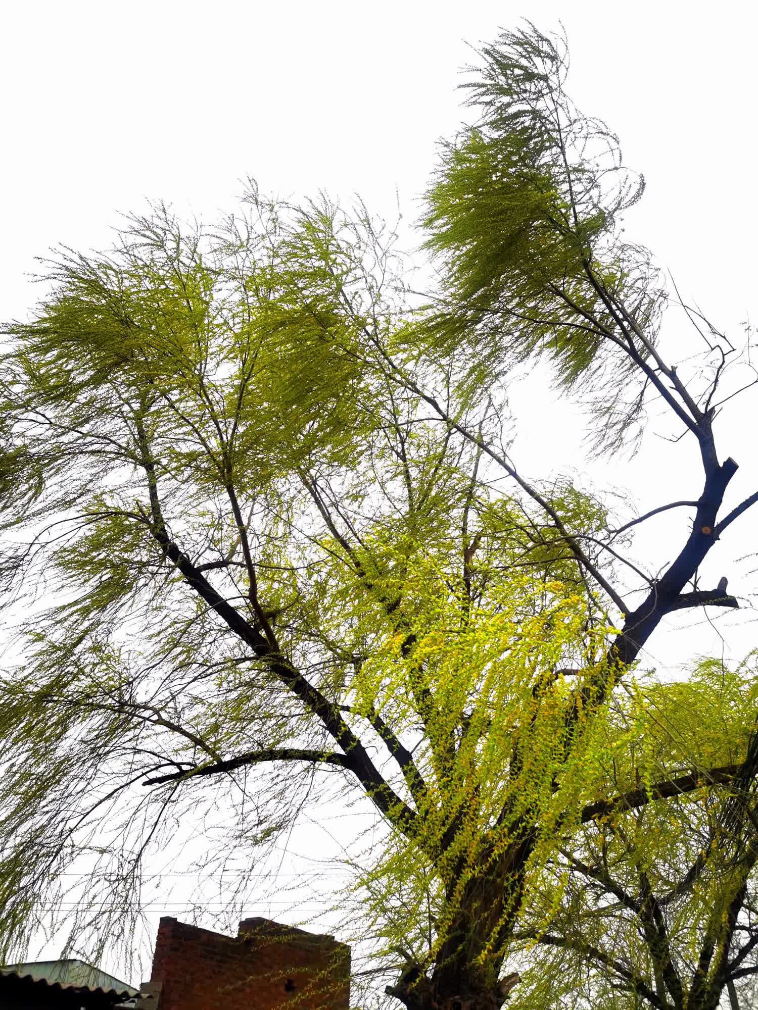 今天郊游看到生长在原马村搬运站墙外的一株老柳树,像位老