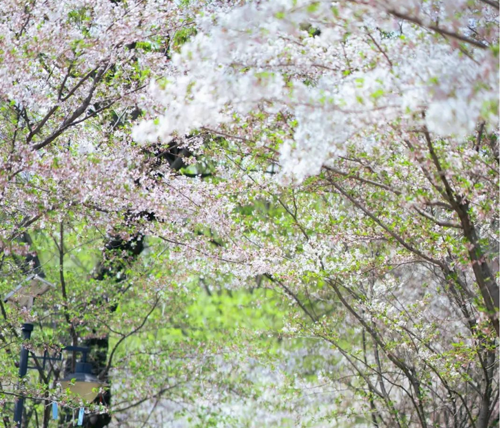 知音湖北遇见花开# 锦里沟的樱花盛宴,无疑是这个春天最不容错过的