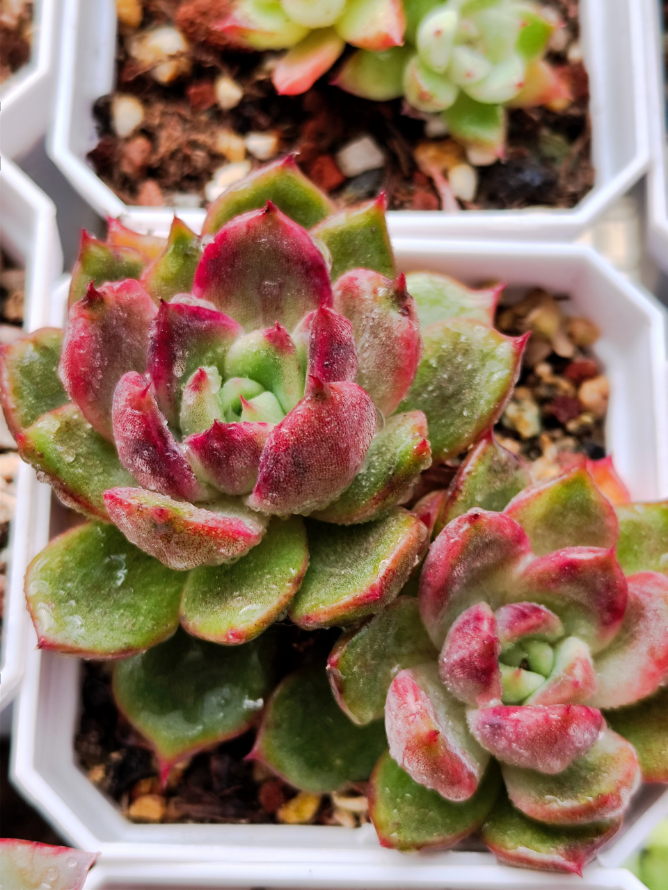 今日分享,紫色系多肉. 图1.紫牡丹.图2.紫薇.图3.紫姬.图4.胭脂云.