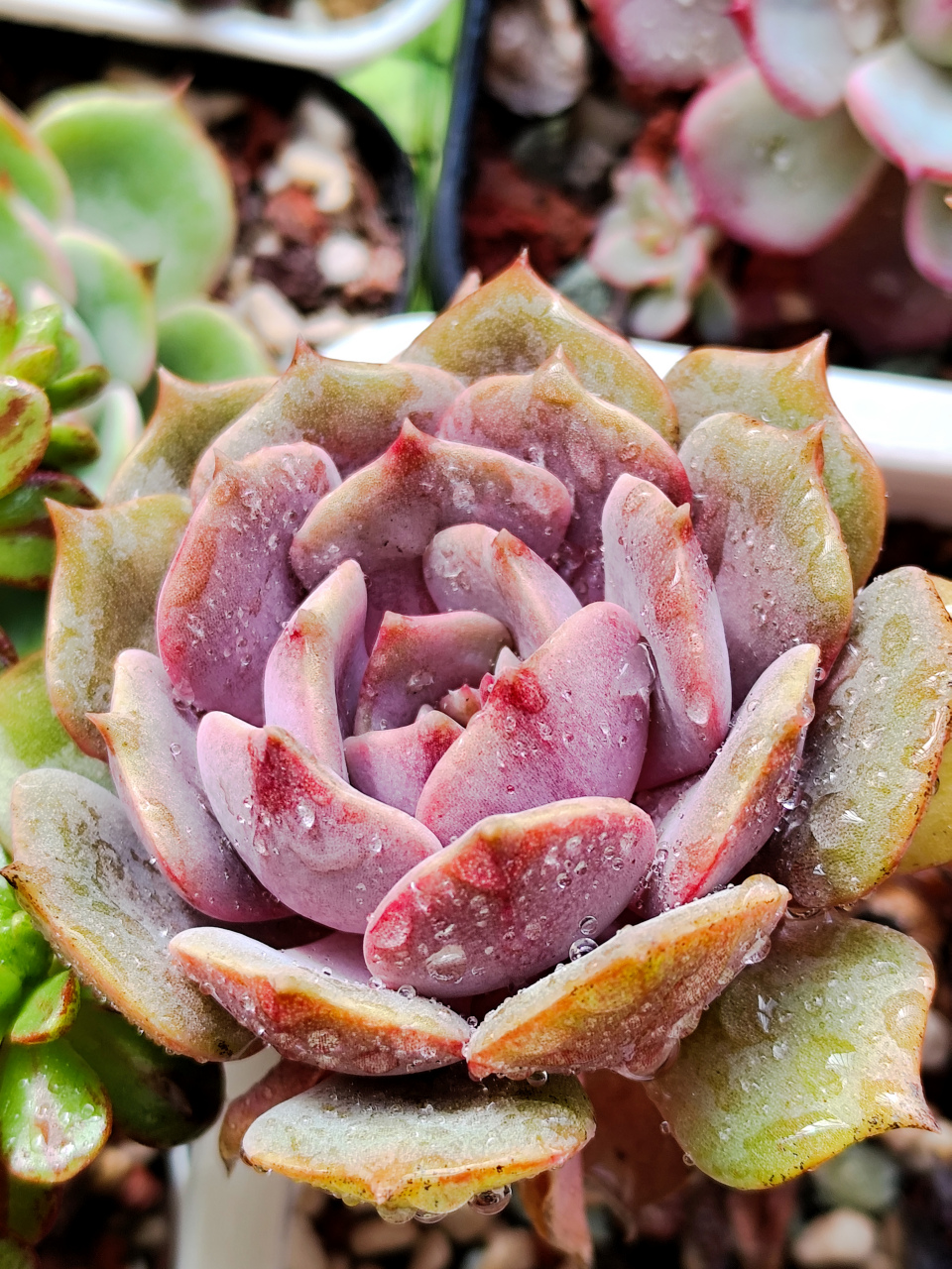 今日分享,紫色系多肉. 图1.紫牡丹.图2.紫薇.图3.紫姬.图4.胭脂云.