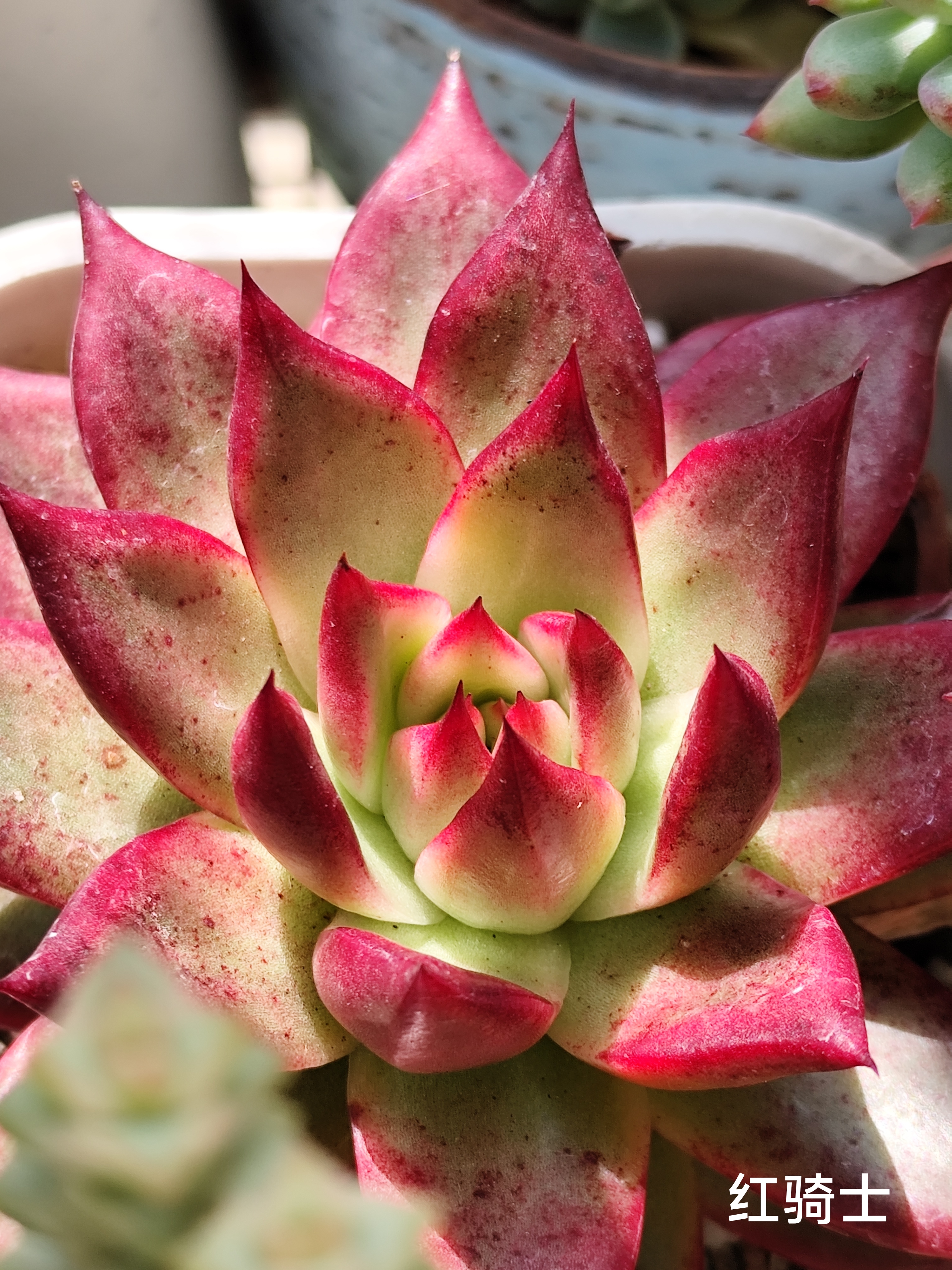 图九:紫姬 #每天认识一种植物多肉梦幻玫瑰图片多肉弗兰克和红骑士的
