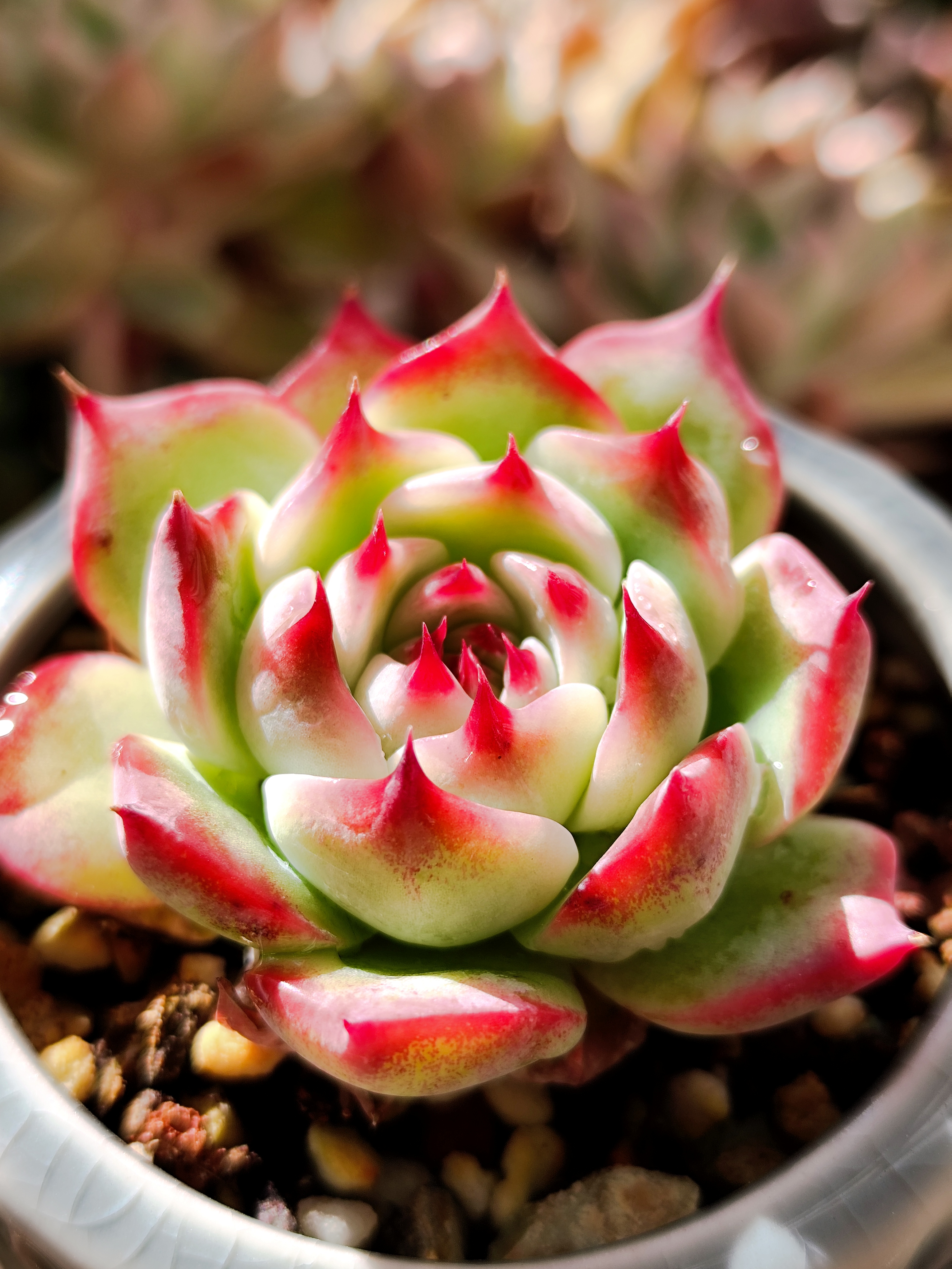 美丽有很多种,红尖尖的,红边边的,红叶叶的