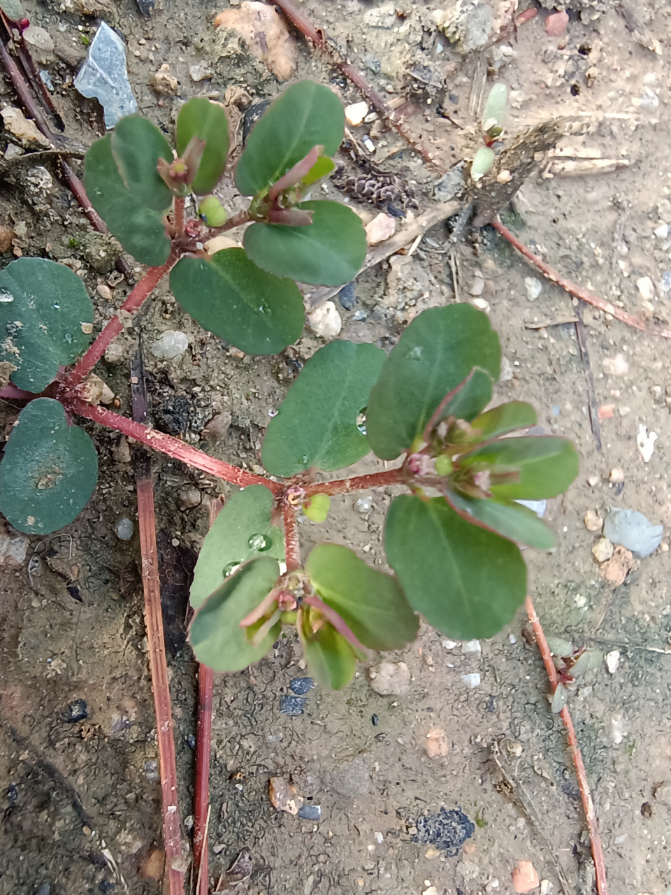 地锦草  柔弱不禁风,细丝铺地红. 田野小杂草,止血有奇功.