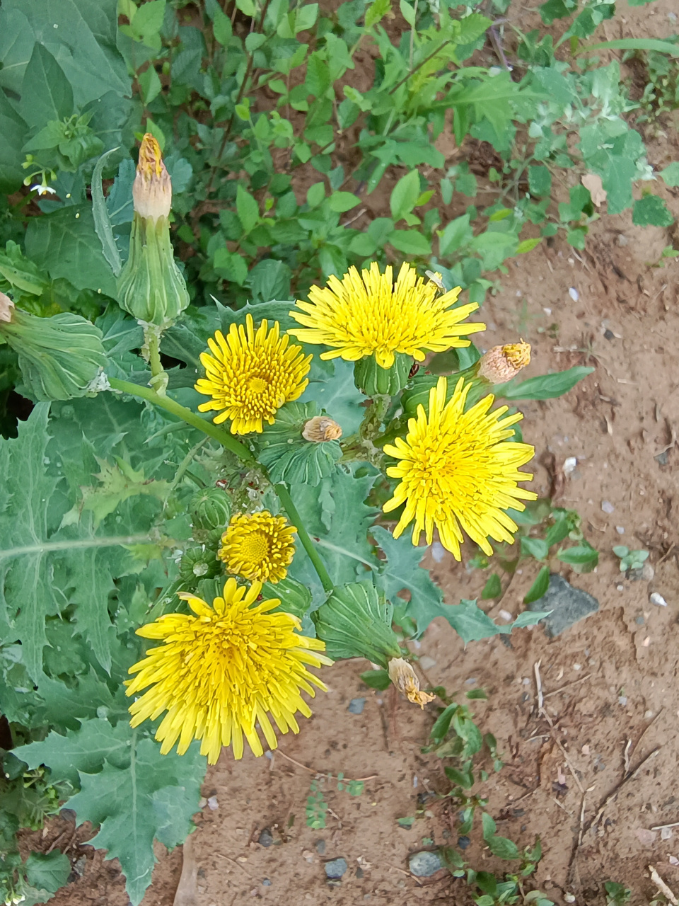 苦苣菜 大头羽裂叶,顶部黄色花 春来鲜嫩时,苦菜味道佳.