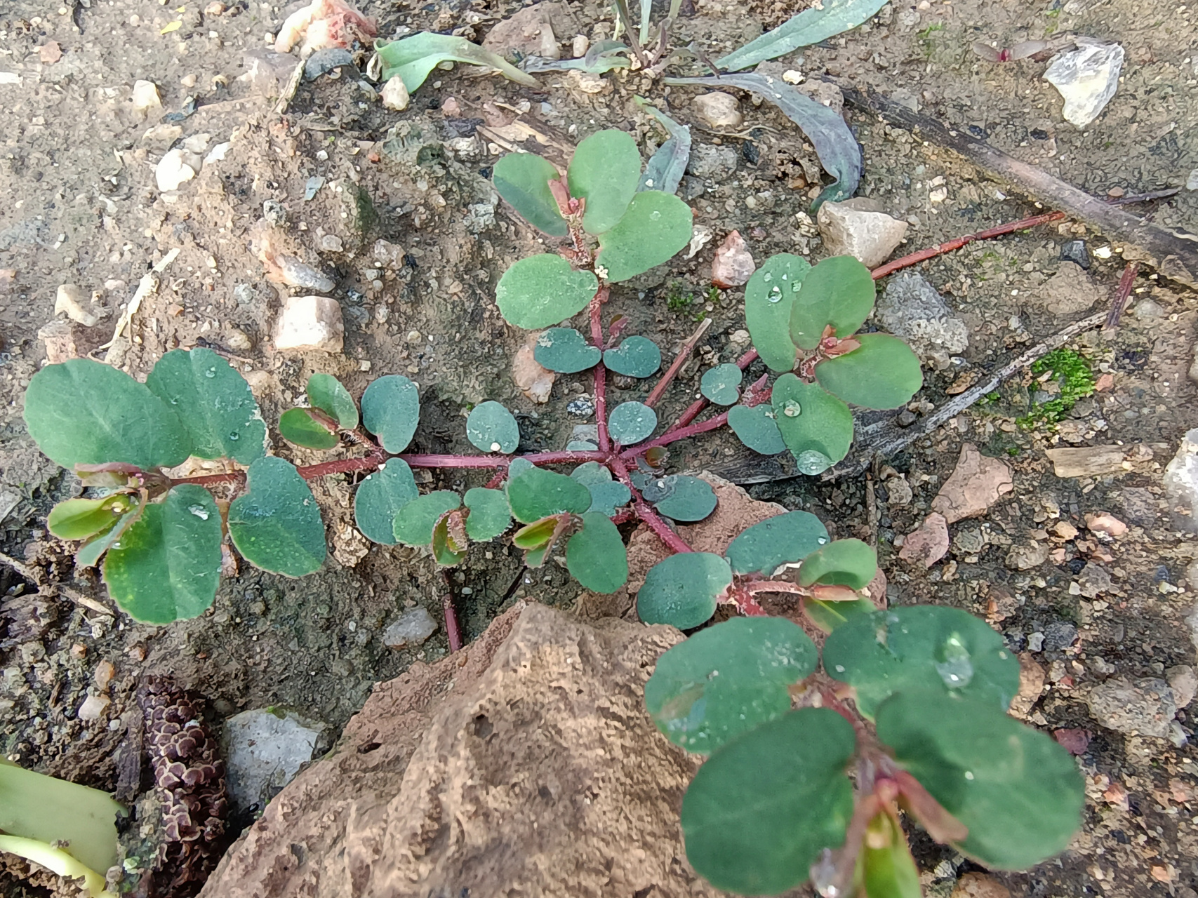 地锦草  柔弱不禁风,细丝铺地红. 田野小杂草,止血有奇功.