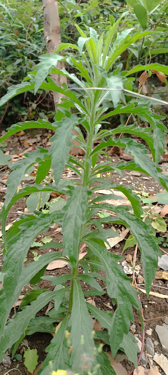 这是蓬莱草,它是马鞭草科属过江藤的全草,它是农村最常见的草本植植