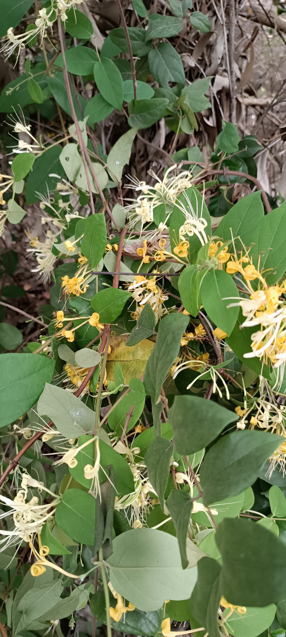 野生金银花又称山银花,同一棵植株上两种颜色一半是银色一半是金色,两