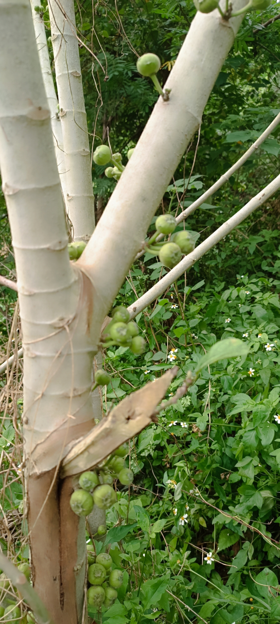 这是广西的野生无花果,它是属于桑科大叶榕的果实,一般农村的山沟沟里