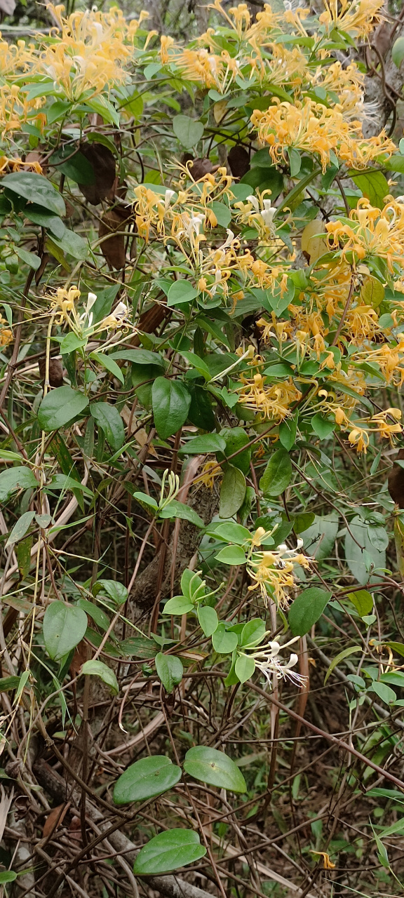 野生金银花又称山银花,同一棵植株上两种颜色一半是银色一半是金色,两