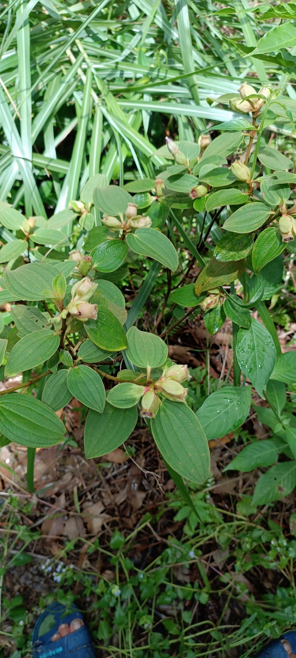 这就是野牡丹《羊开口》开口炸它也是一种观赏性植物特别是它的花开的