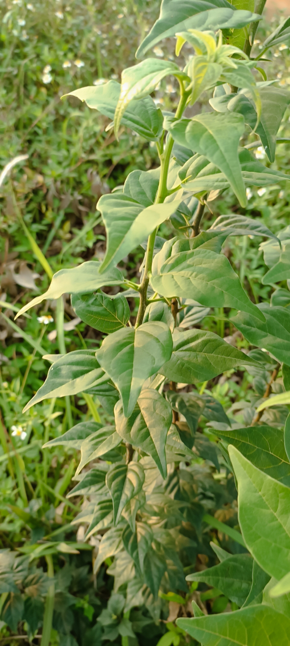 这种全株都带有尖刺的植物它就是穿破石,有些地方的人也把它叫九层皮