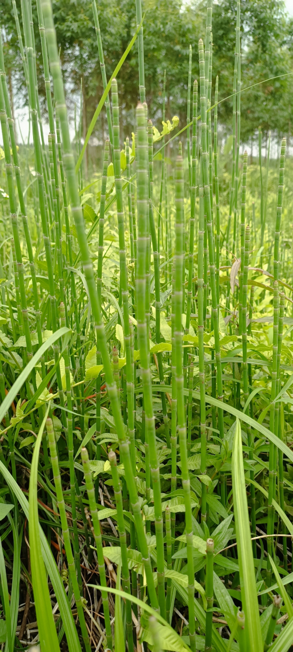 节节草的别名图片