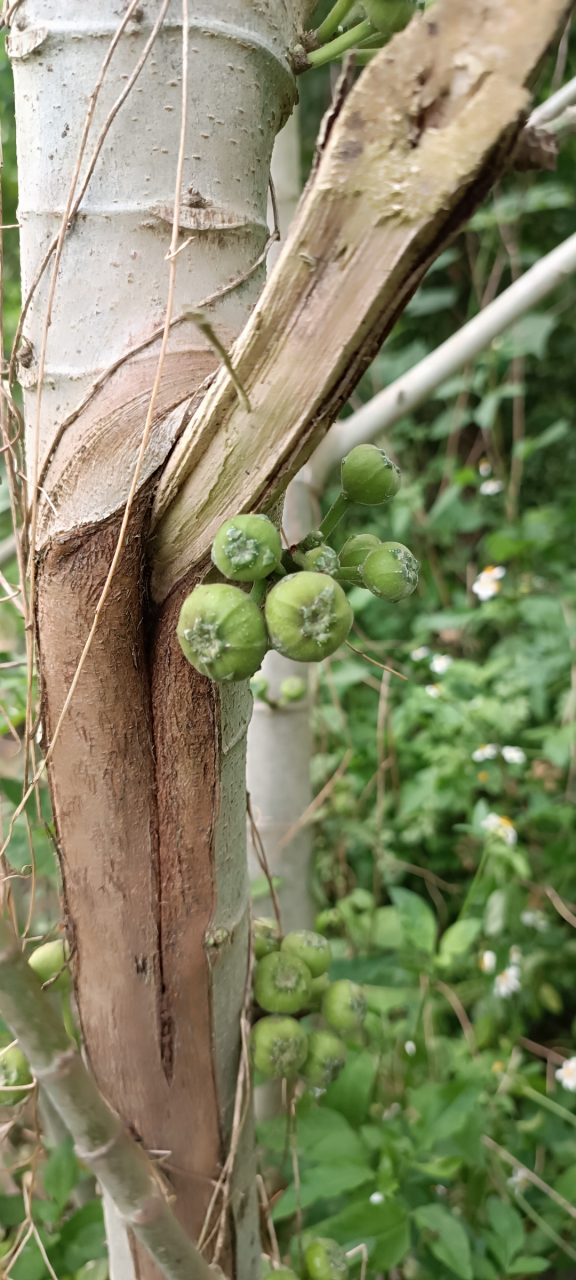 这是广西的野生无花果,它是属于桑科大叶榕的果实,一般农村的山沟沟里