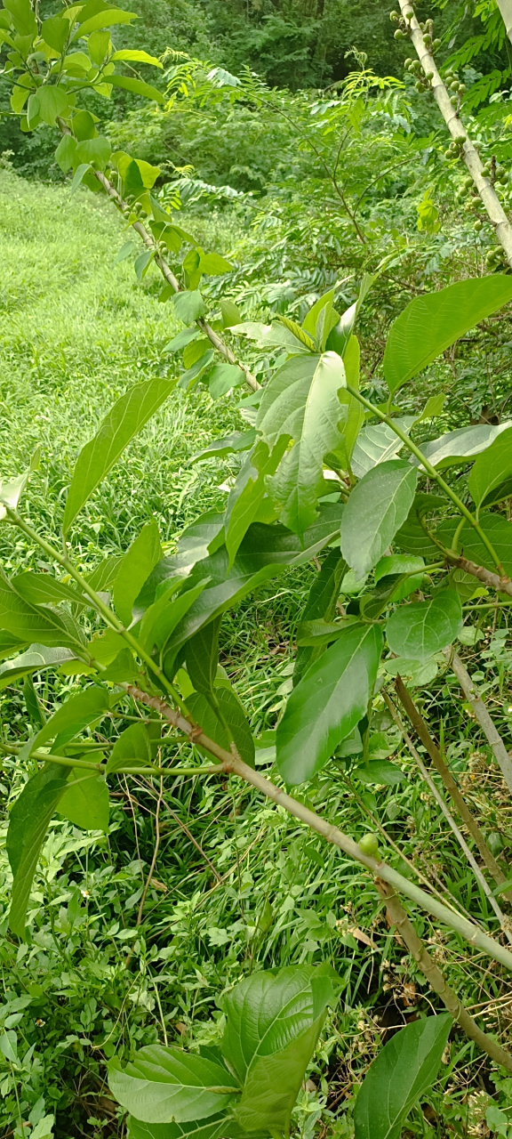 这是广西的野生无花果,它是属于桑科大叶榕的果实,一般农村的山沟沟里