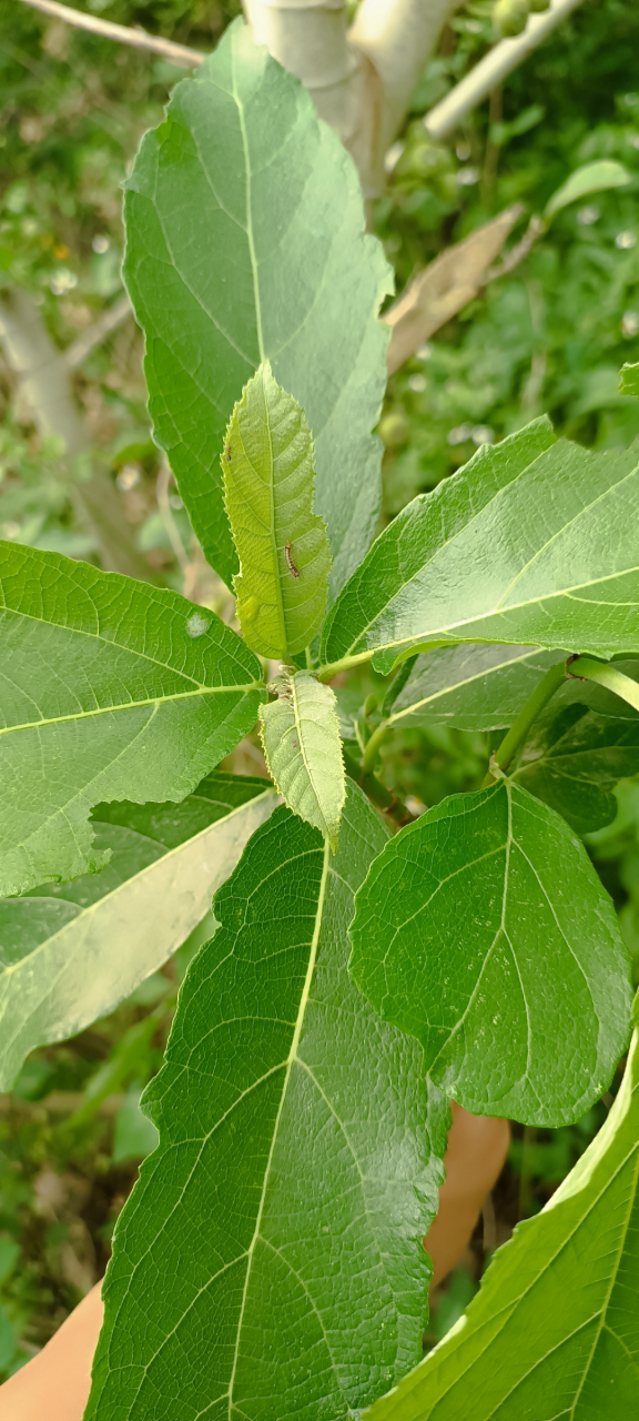 这是广西的野生无花果,它是属于桑科大叶榕的果实,一般农村的山沟沟里