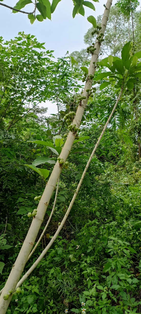 这是广西的野生无花果,它是属于桑科大叶榕的果实,一般农村的山沟沟里