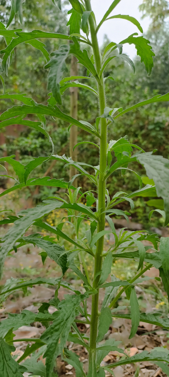 这是蓬莱草,它是马鞭草科属过江藤的全草,它是农村最常见的草本植植